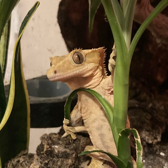 gladyssbug